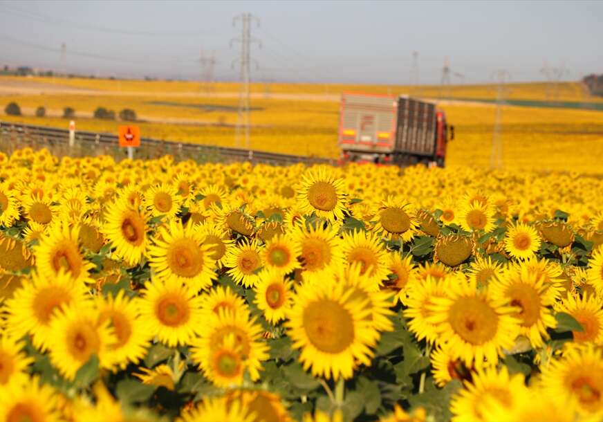 polje suncokreta