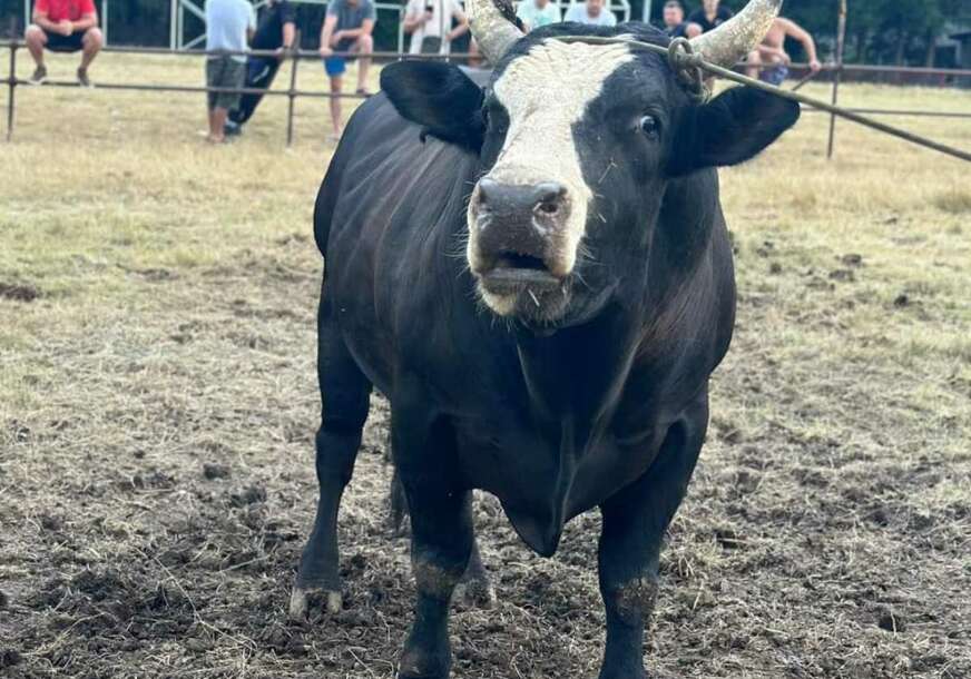 (VIDEO) BIK OD PREKO 500 KILOGRAMA ULETIO U PUBLIKU Nastao opšti haos, gledaoce spasavalo samo jedno