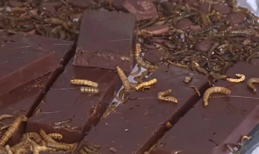 (VIDEO) "Prvo se kuvaju, suše i cijede" Naučnici napravili ČOKOLADU OD CRVA i izgleda kao prava poslastica