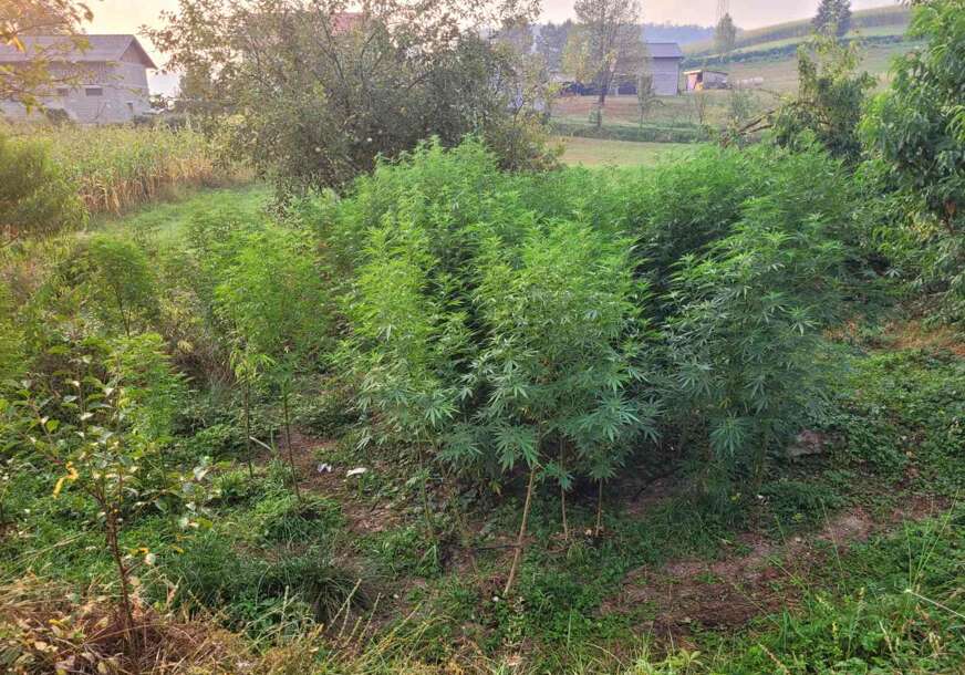 (FOTO) Akcija "Droga": Granična policija otkrila zasad od 46 stabljika indijske konoplje kod Cazina, uhapšena jedna osoba