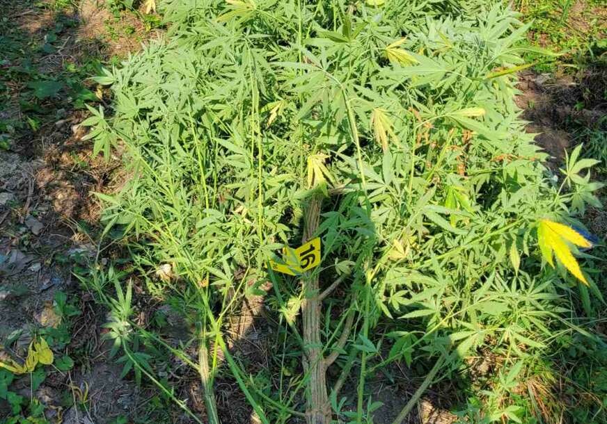 Akcija u Bijeljini: Otkrivena plantaža sa zasadom indijske konoplje