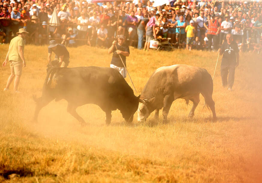 bodljavina bikova na kočićevom zboru 