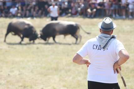 (FOTO) Cifre od kojih zastaje dah: Bik pobjednik Kočićevog zbora prodat za sumu za koju se može kupiti STAN, ali to nije kraj priče