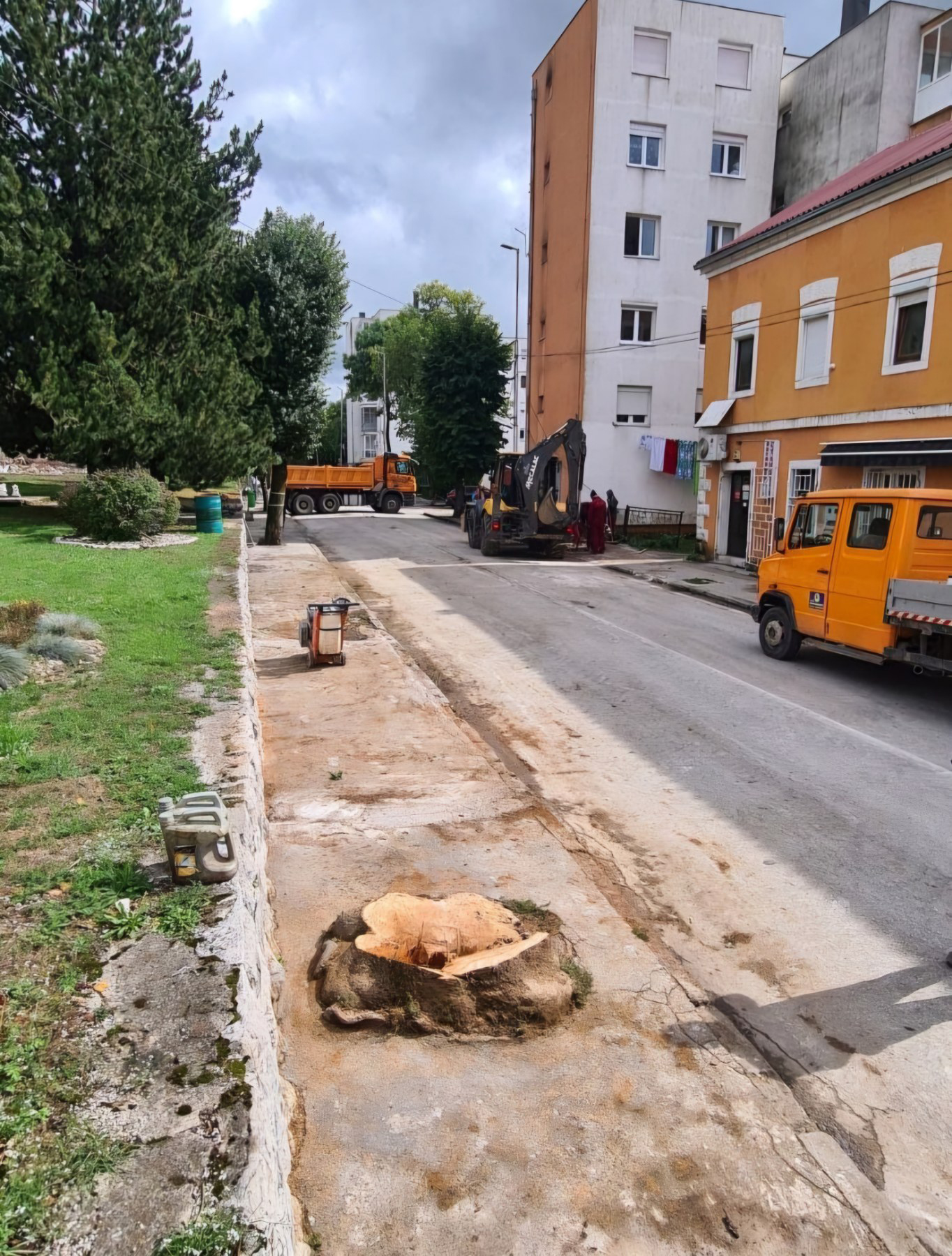 sječa drvoreda u centru grada