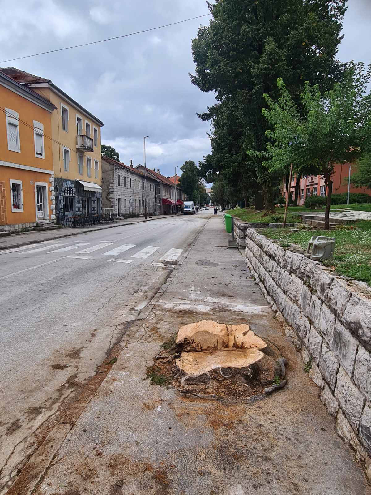 sječa drvoreda u centru grada