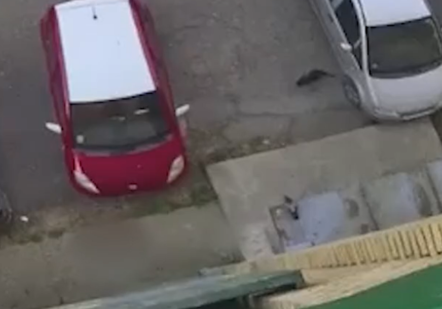 (UZNEMIRUJUĆI VIDEO) Dječak (10) šutirao i gazio mače DO SMRTI, kamera snimila kako je NAPUCAVA KAO LOPTU