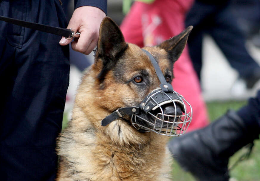 policjski pas , vučijak 