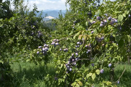 šljivik