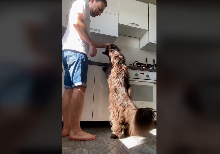 (VIDEO) Dugačak i do 120 centimetara: Mačak Zeus izaziva NEVJERICU zbog svoje veličine