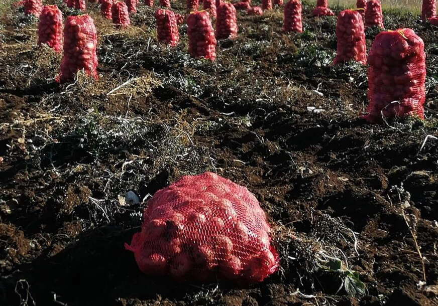 Tehnologija stiže na polja: Glamočki krompir postaje “pametna” poljoprivredna kultura