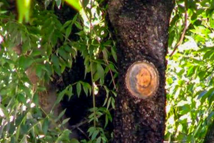 Nije mogla izbjeći sudbinu: Na malu Leonu (7) palo drvo u parku, njena sestra se bori za život