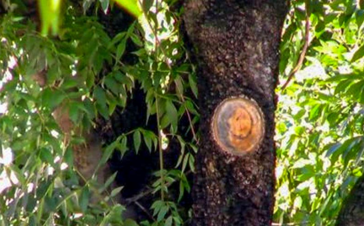 Nije mogla izbjeći sudbinu: Na malu Leonu (7) palo drvo u parku, njena sestra se bori za život