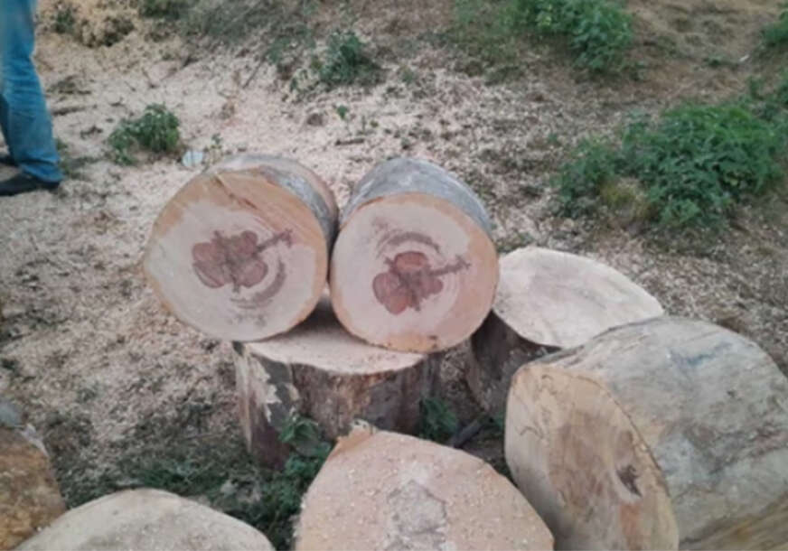 oblik violine na presjeku bukve 
