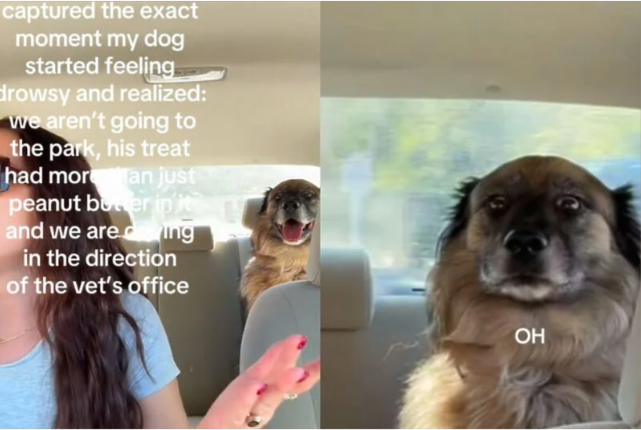 (VIDEO) Sve je bilo dobro, dok nije "provalio": Pogledajte reakciju psa kad je shvatio da ide veterinaru