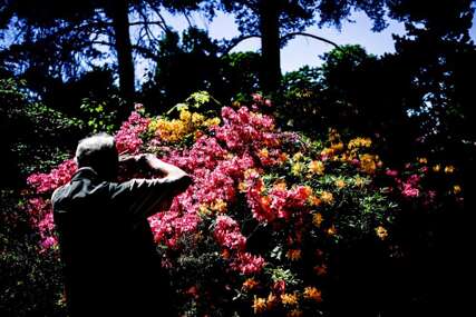 Rododendron