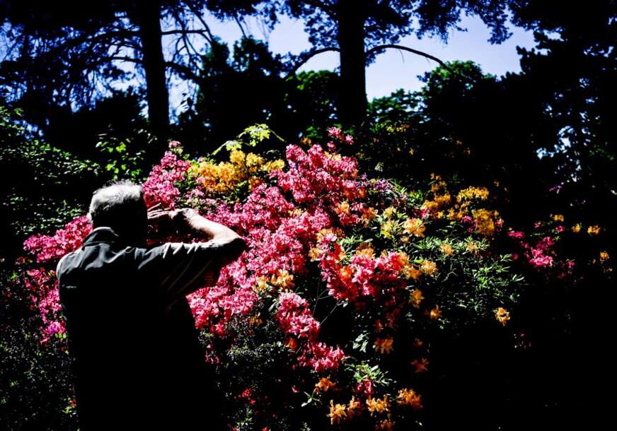 Rododendron