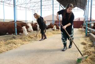 farma krava u turskoj
