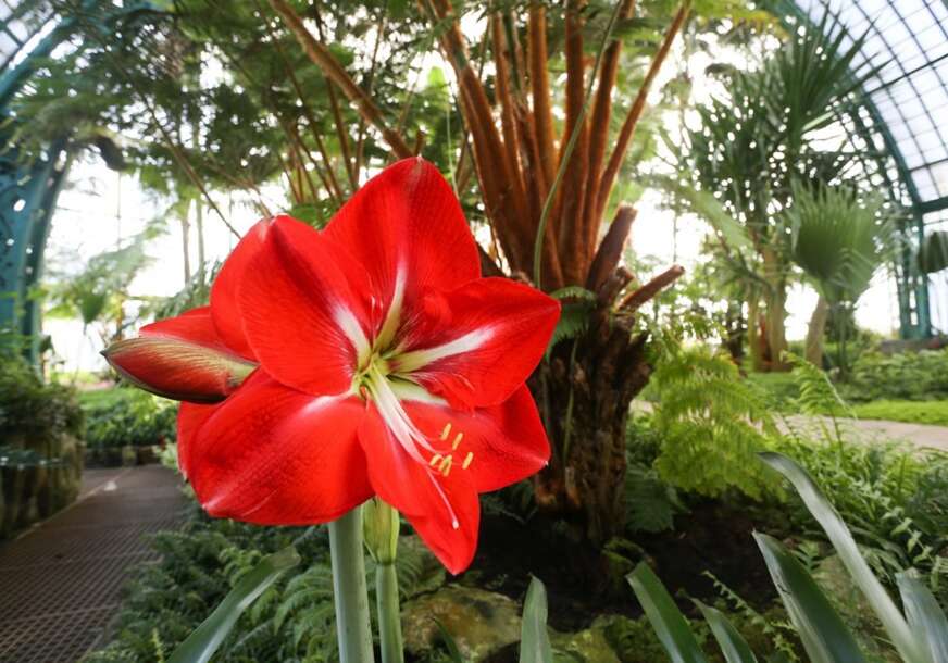 Amarilis, cvijet