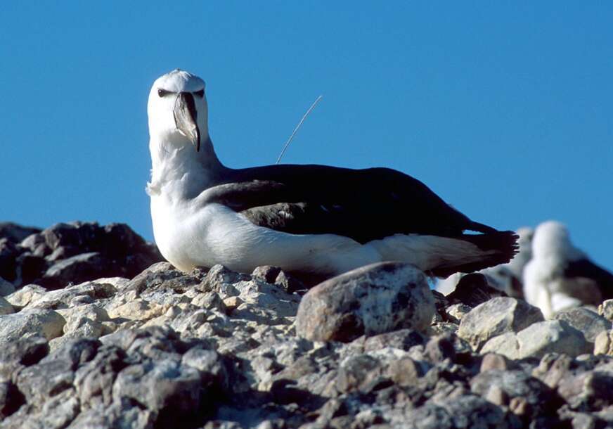 Albatros