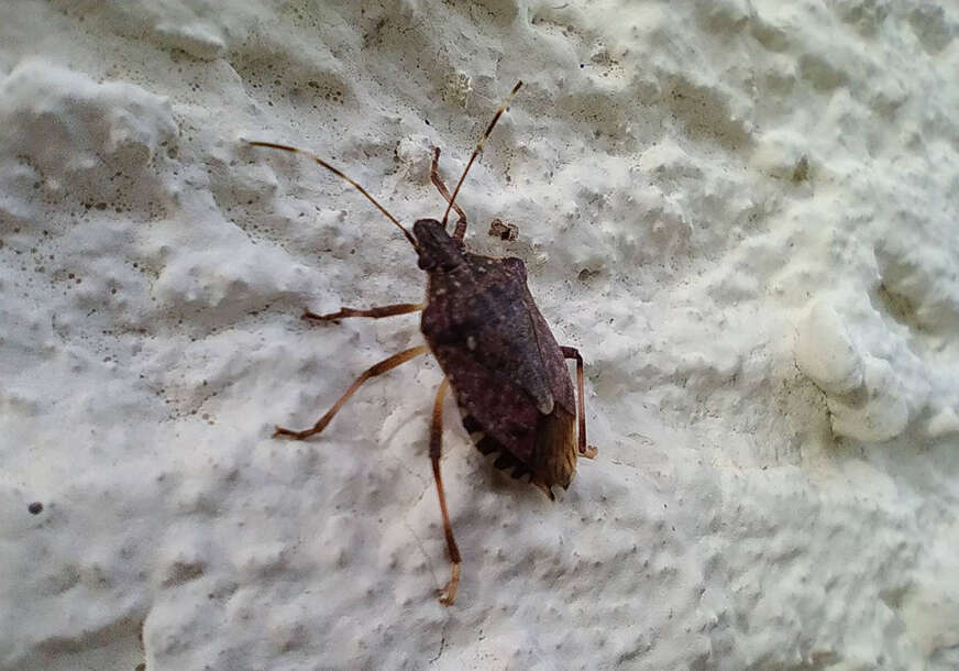 smrdibuba