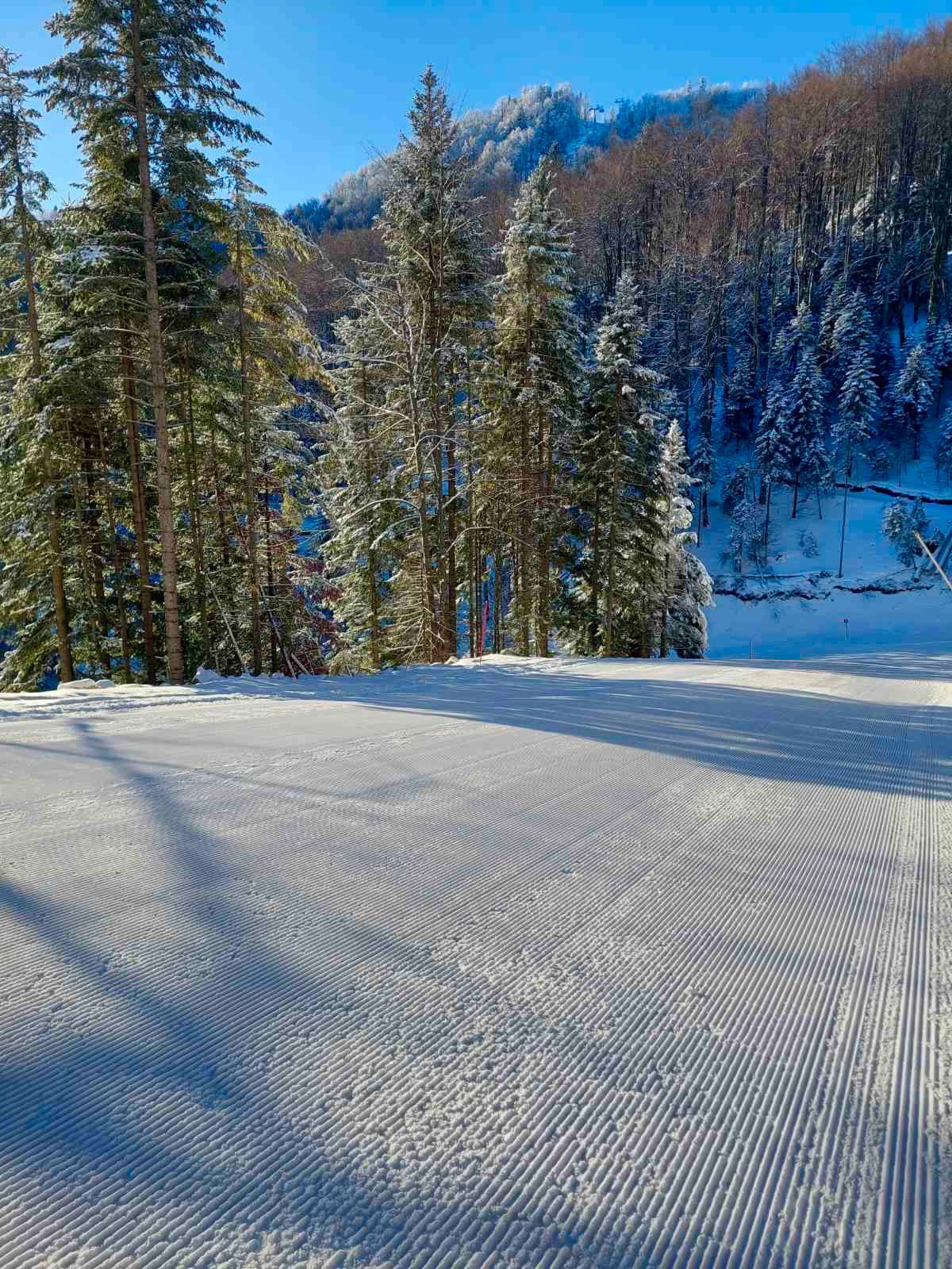 FOTO: USTUPLJENA FOTOGRAFIJA