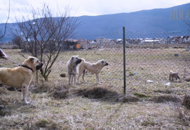 Ima najmoćnije zube na svijetu: Jedan je od najopasnijih rasa pasa, a njegov ugriz je IZUZETNO JAK