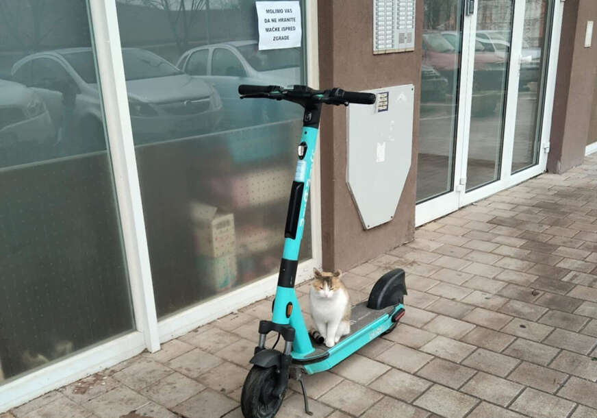 mačka na električnom trotinetu