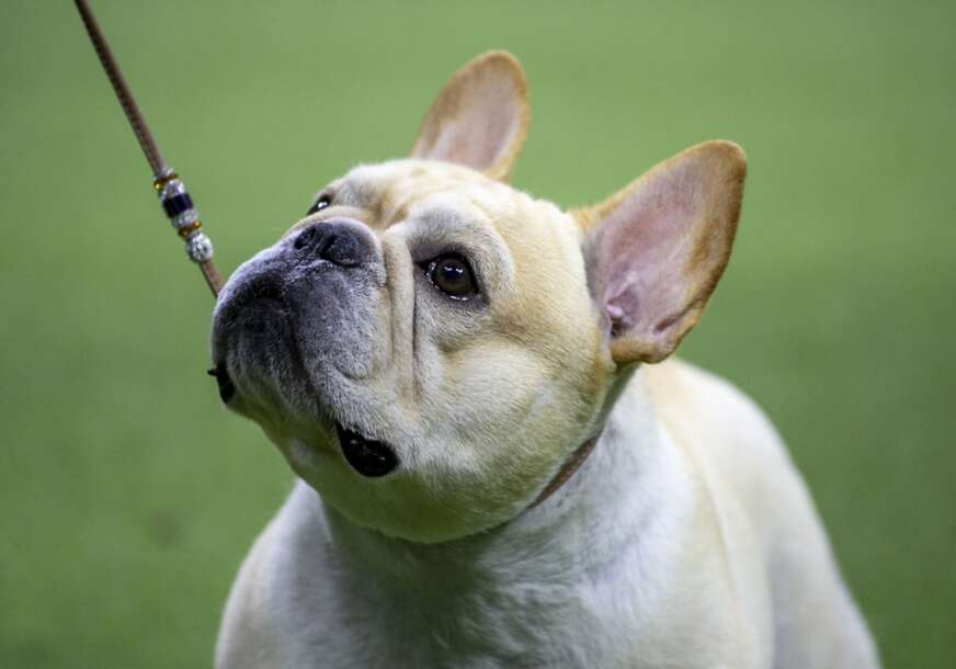 francuski buldog