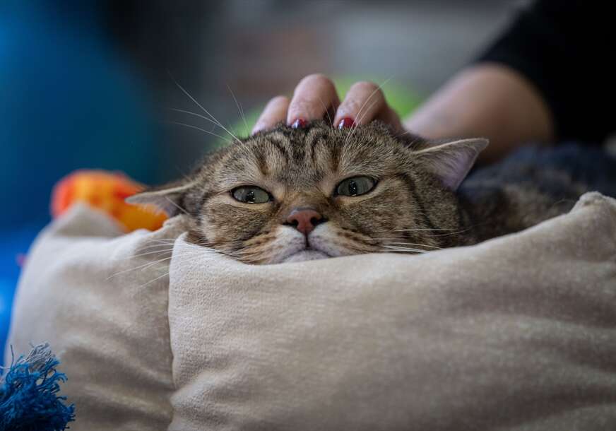 Gojazna mačka "Simba" mršavi uz pilates i plivanje