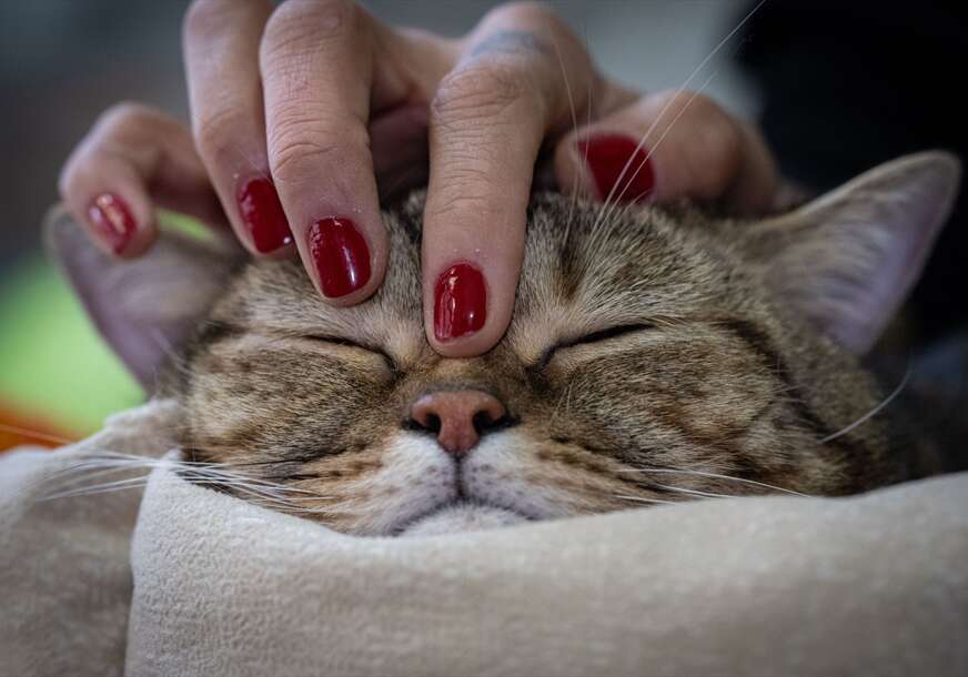 Gojazna mačka "Simba" mršavi uz pilates i plivanje