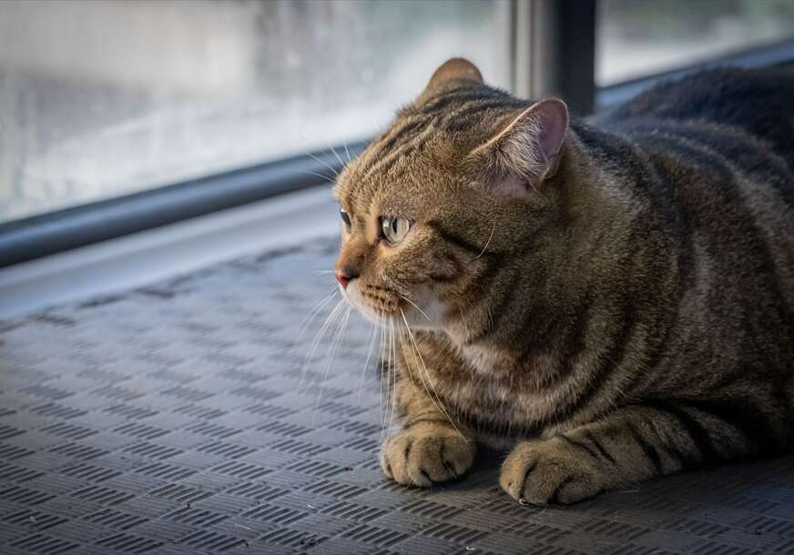 Gojazna mačka "Simba" mršavi uz pilates i plivanje