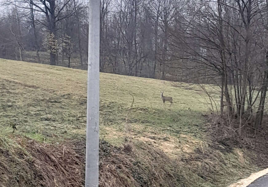 Srna na njivi