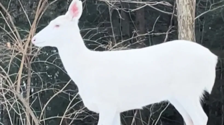 (VIDEO) "Simbolizuju sreću i smatraju se svetim životinjama" Zabilježen nevjerovatan prizor u šumi, ovakva vrsta se rađa jednom u 100.000 slučajeva