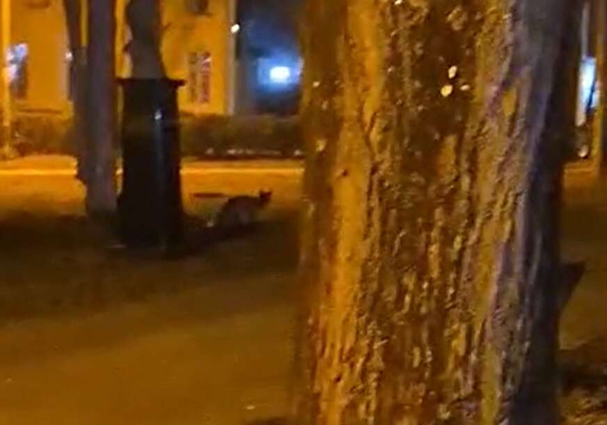 Divlja ZVIJER u strogom centru Banjaluke "Evo i noći nad šumom cijelom, nadvi se suton sa modrim velom"