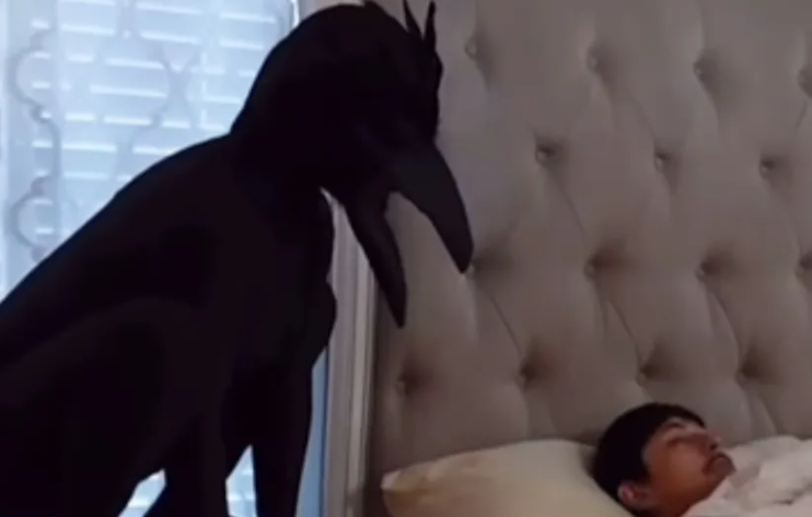 (VIDEO) NIJE ZNAO ŠTA GA JE SNAŠLO Supruga obukla kostim velike crne ptice, pa mužu priredila iznenađenje