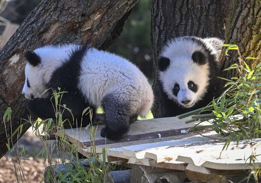 pande Leni i Lotti
