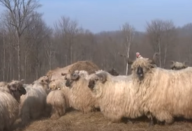 (VIDEO) Zima donosi radost s jaganjcima: Radojica Kusić iz Prnjavora vodi najveću farmu ovaca u Srpskoj, BROJI 3.300 GRLA