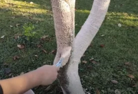 (VIDEO) Kada je pravo vrijeme za krečenje voćki: Iskusni domaćini otkrili kako da to uradite na pravilan način, jedan korak je posebno važan