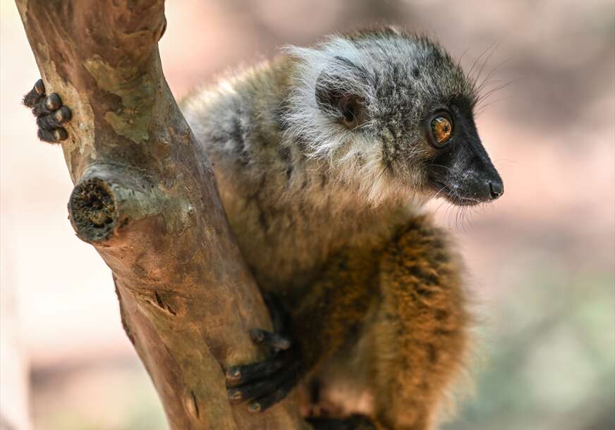 (FOTO) FASCINANTNA STVORENJA Madagaskar je dom za 112 vrsta lemura, smatraju se njegovim simbolom