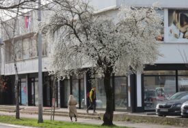 (VIDEO, FOTO) Proljeće se osjeti u vazduhu: Behar VEĆ ZAMIRISAO ulicama, u Banjaluci procvjetala i japanska dunja