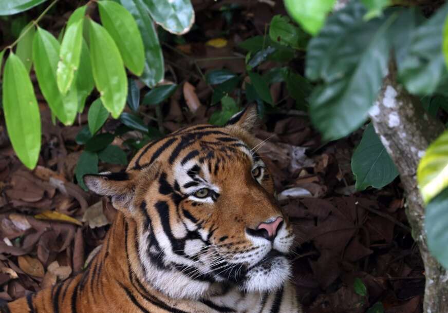 Tigar