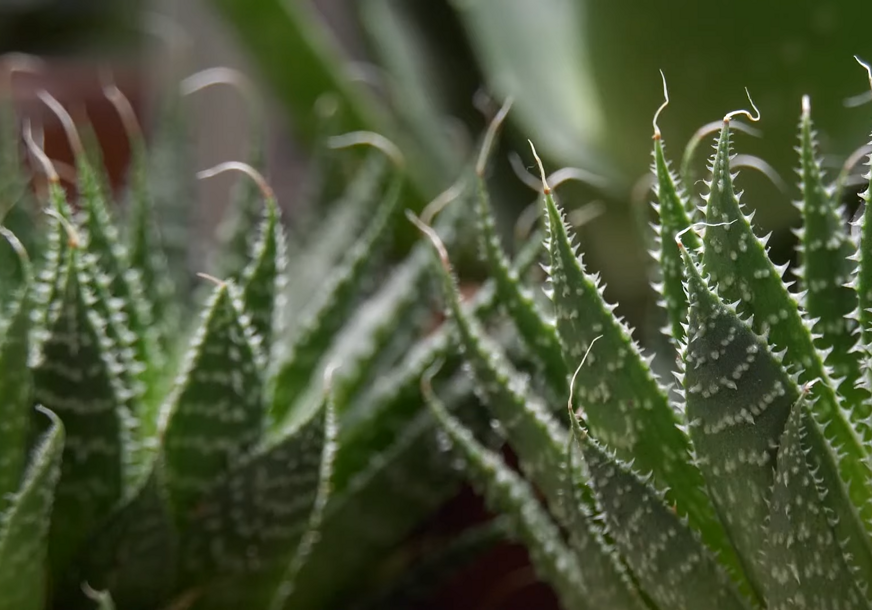 aloe vera