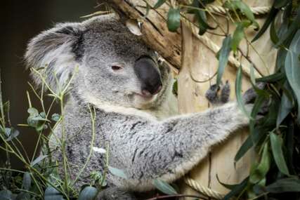 koala