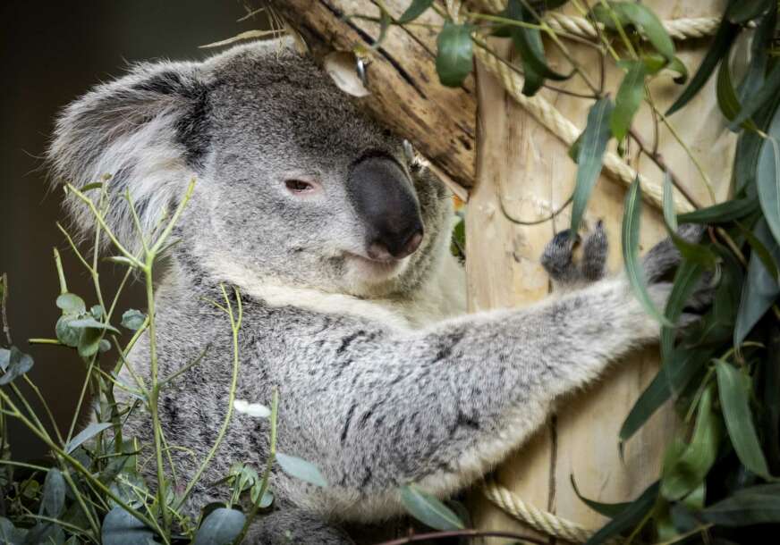 koala