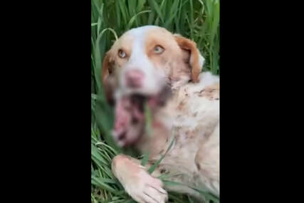 (VIDEO) "Bori se za život" Detalji monstruoznog ZLOSTAVLJANJA PSA U PRIJEDORU kome je nepoznata osoba pucala u usta