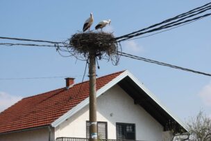 Rode na banderi u gnijezdu
