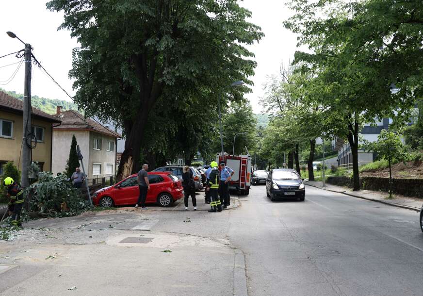 (VIDEO, FOTO) Opasno je hodati ulicama Banjaluke: Za godinu dana samo u jednoj aleji se srušilo 5 ogromnih starih stabala