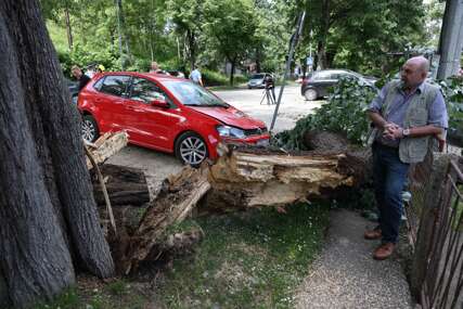 (VIDEO, FOTO) Drugi put u mjesec dana: Srušilo se drvo u Banjaluci, oštećen automobil