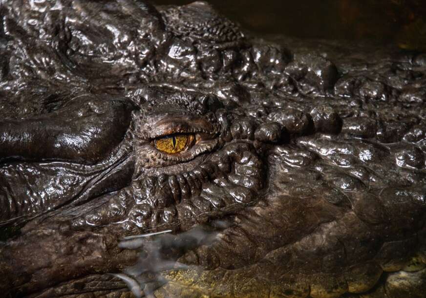 Krokodil