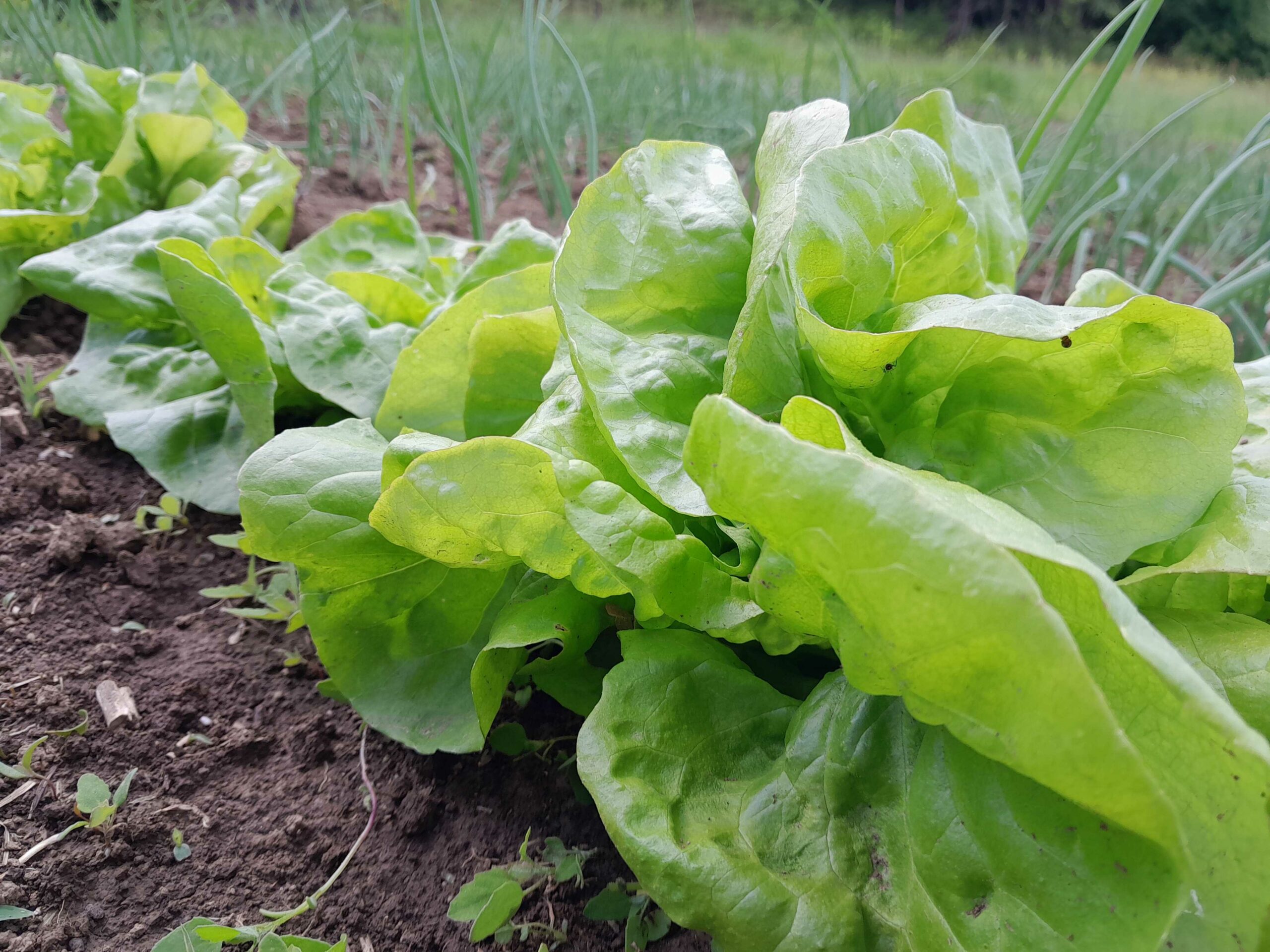 Kako da sami uzgojite ukusnu zelenu salatu